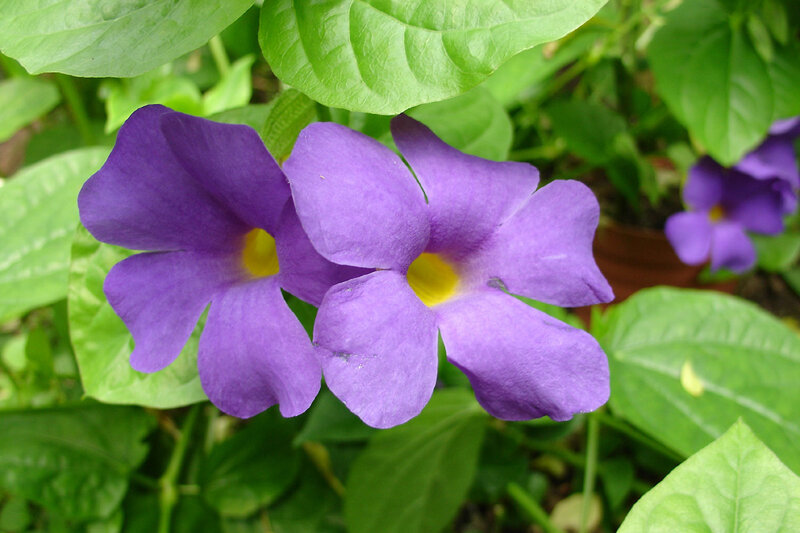 purple flowers with green leaves
