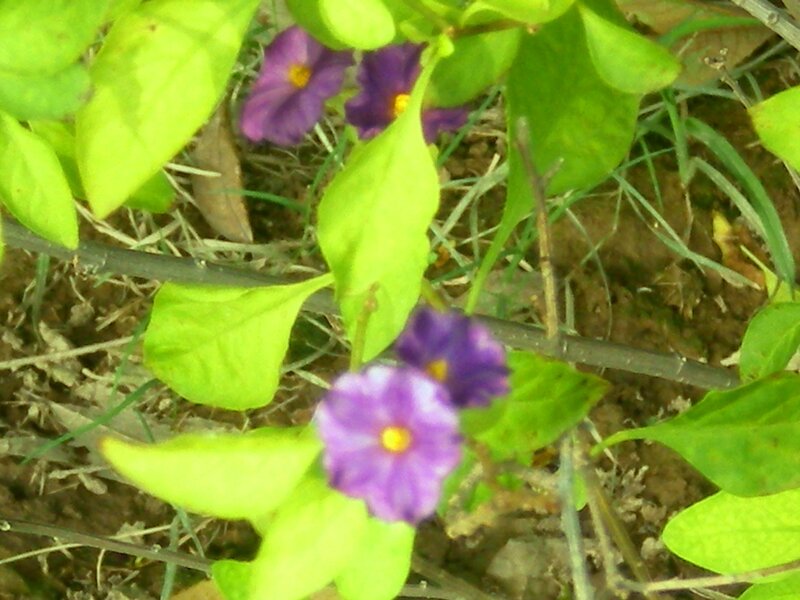purple flowers with green leaves