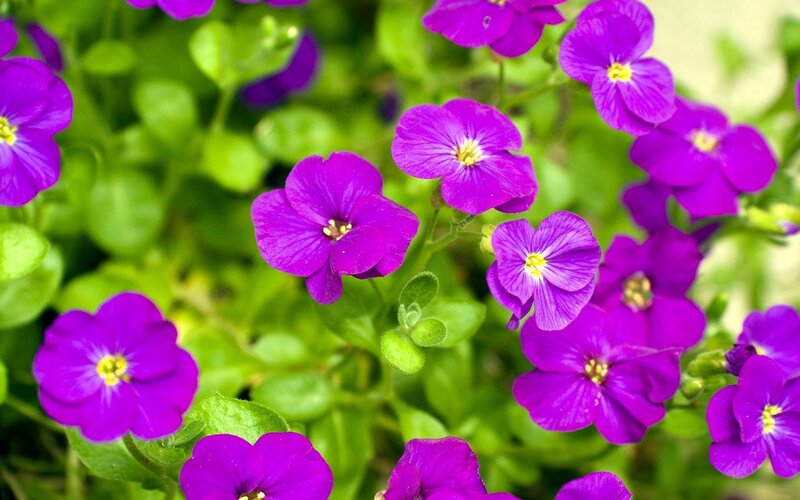 purple flowers with green leaves