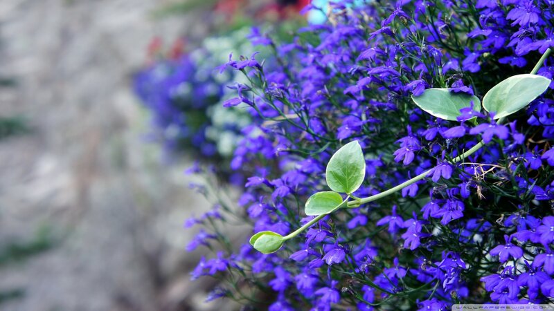 purple flowers with green leaves
