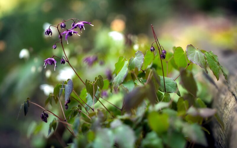 Purple flowers with green leaves