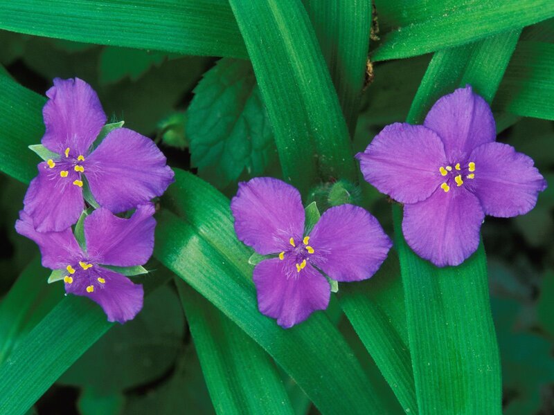 purple flowers with green leaves