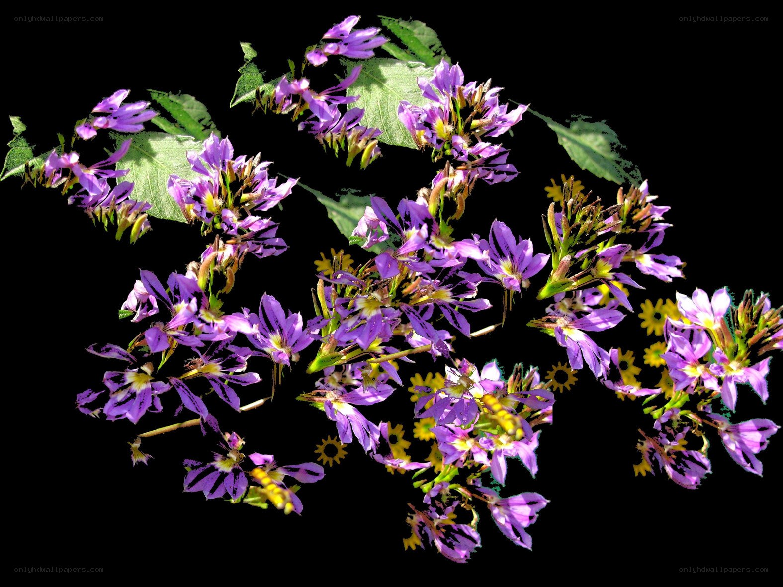 purple flowers with green leaves