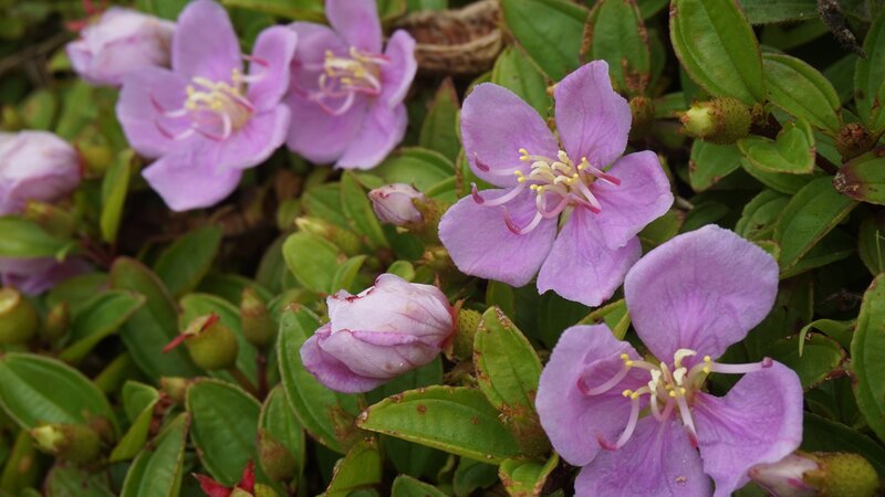 Purple Flowers with Green Leaves — Calm, Photograph, Buds