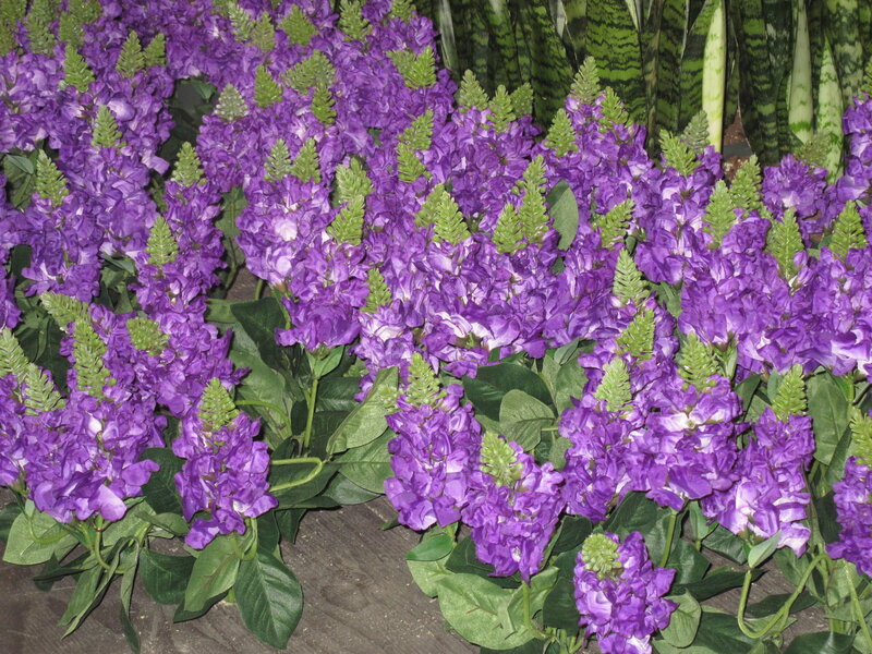 Purple Flowers with Green Leaves — Calm, Photograph