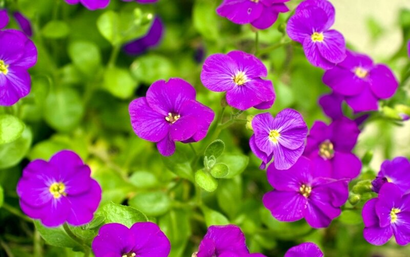 Purple Flowers with Green Leaves — Calm, Spring
