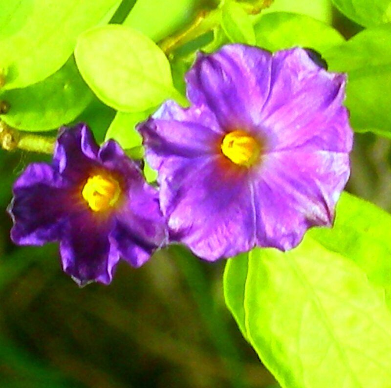 Purple Flowers with Green Leaves — Natural