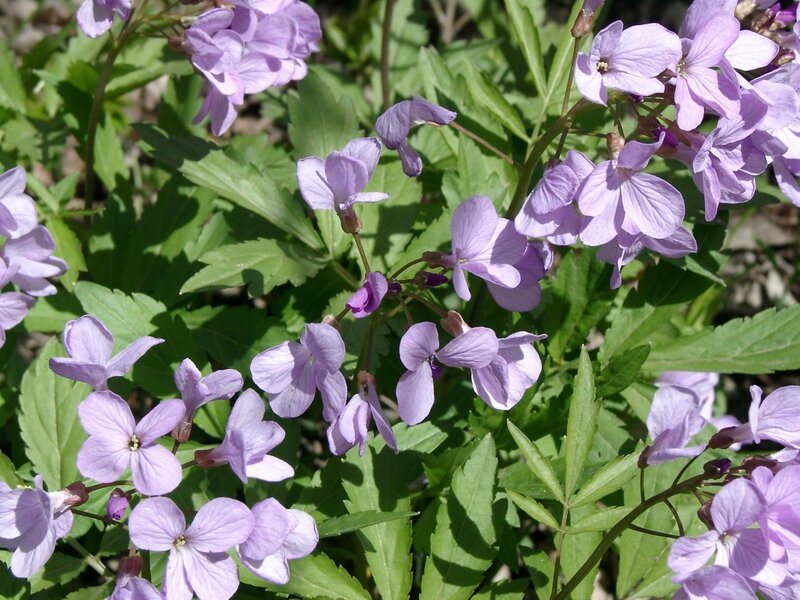 Purple Flowers with Green Leaves — Serene, Spring