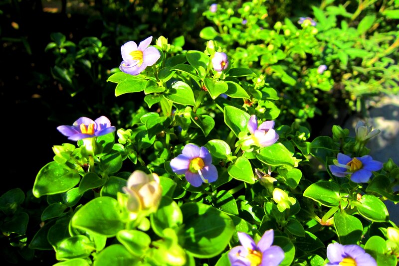 Purple Flowers with Green Leaves — Serene