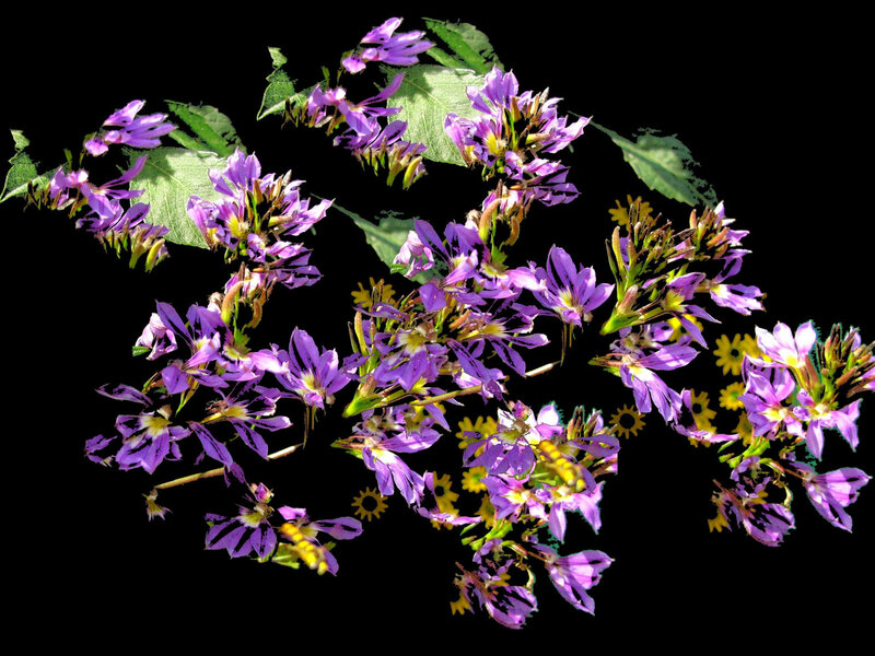 Purple Flowers with Green Leaves — Vibrant, Photograph