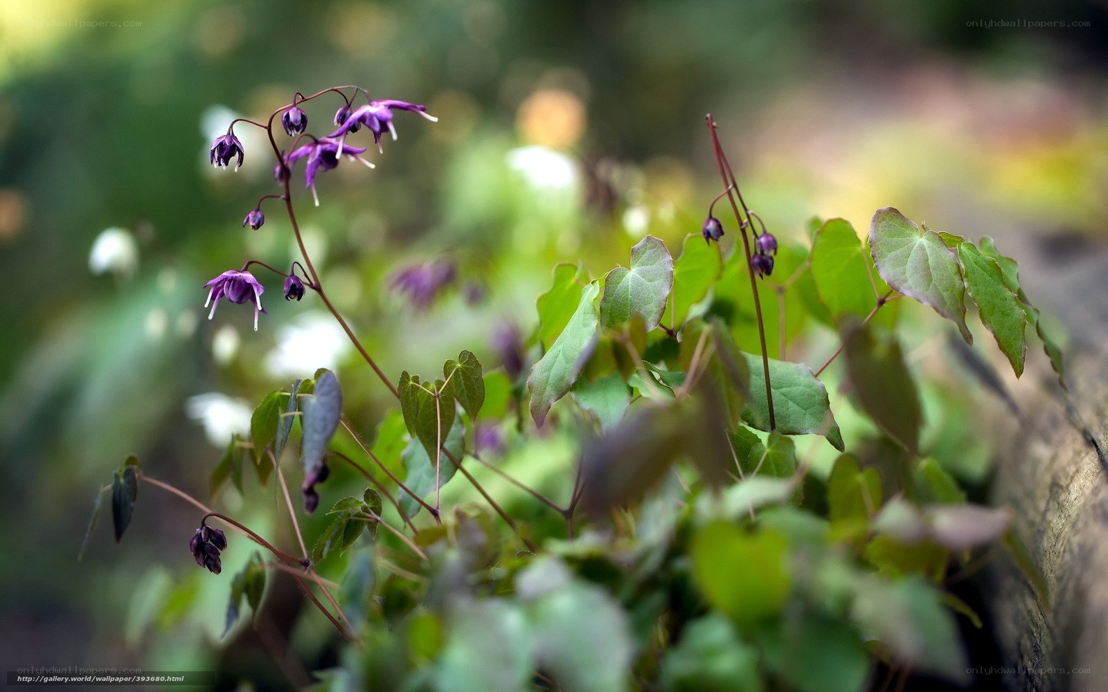 Purple flowers with green leaves