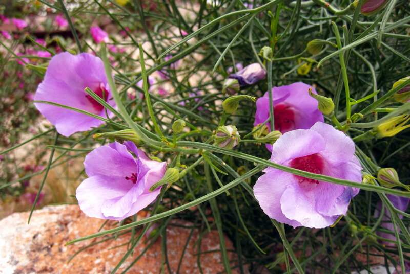 Purple Flowers with Green Stems