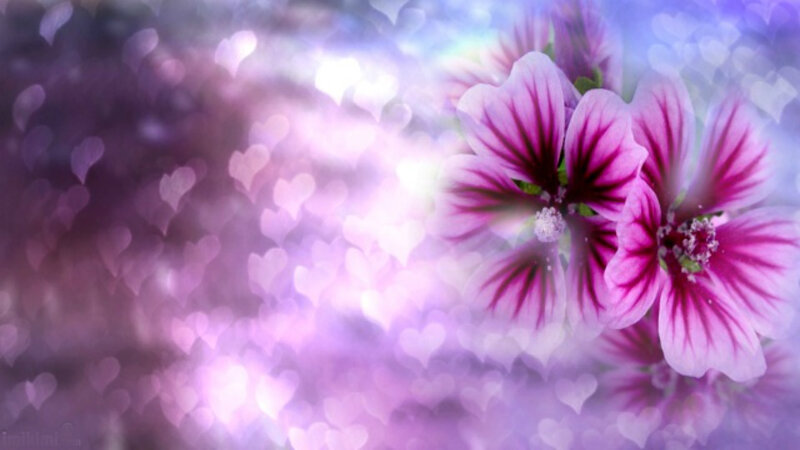 Purple Flowers with Heart Bokeh