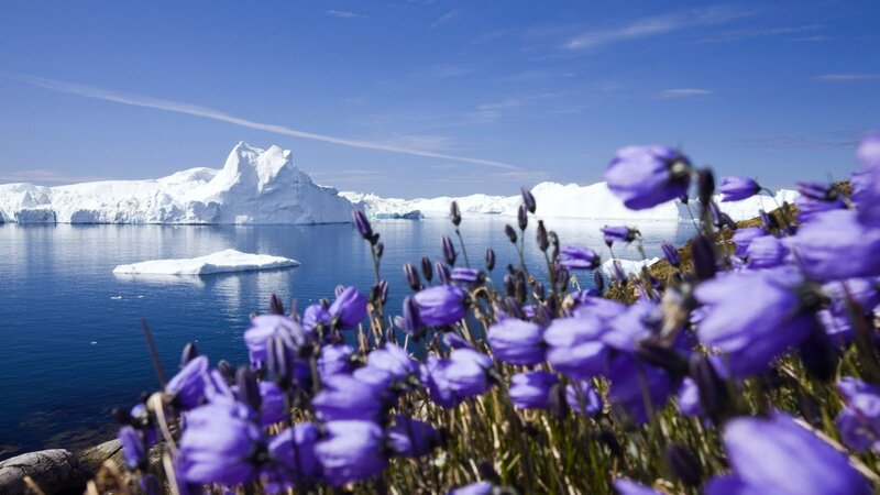Purple Flowers with Iceberg — Blue, Serene