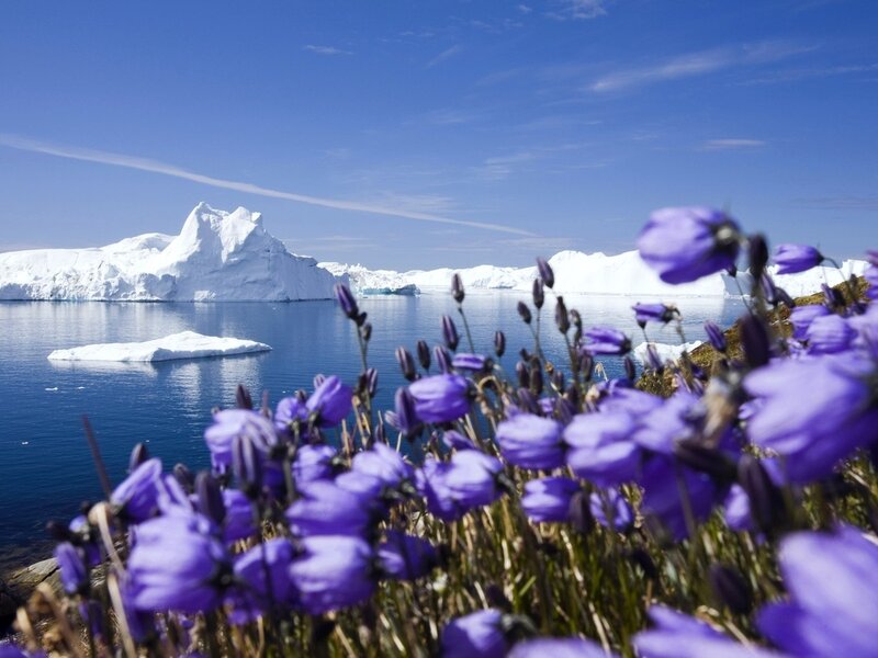 Purple Flowers with Iceberg — Blue