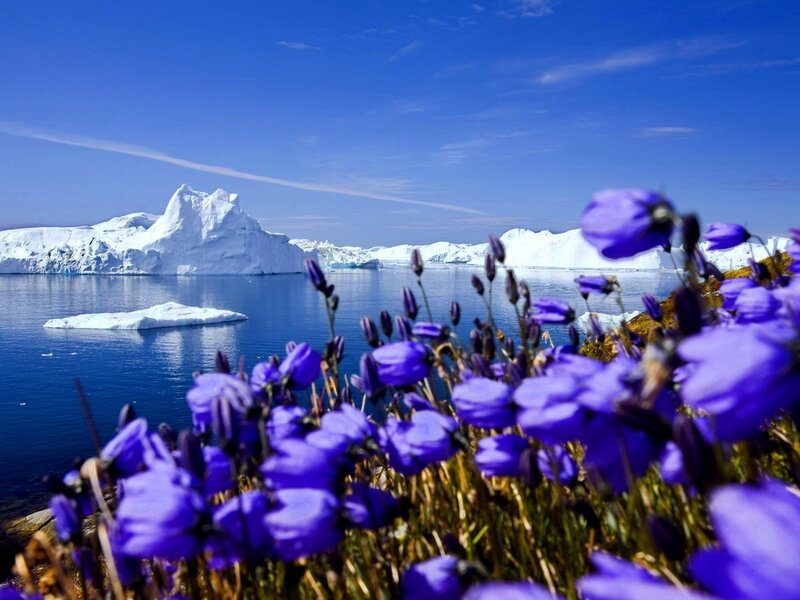 Purple Flowers with Iceberg