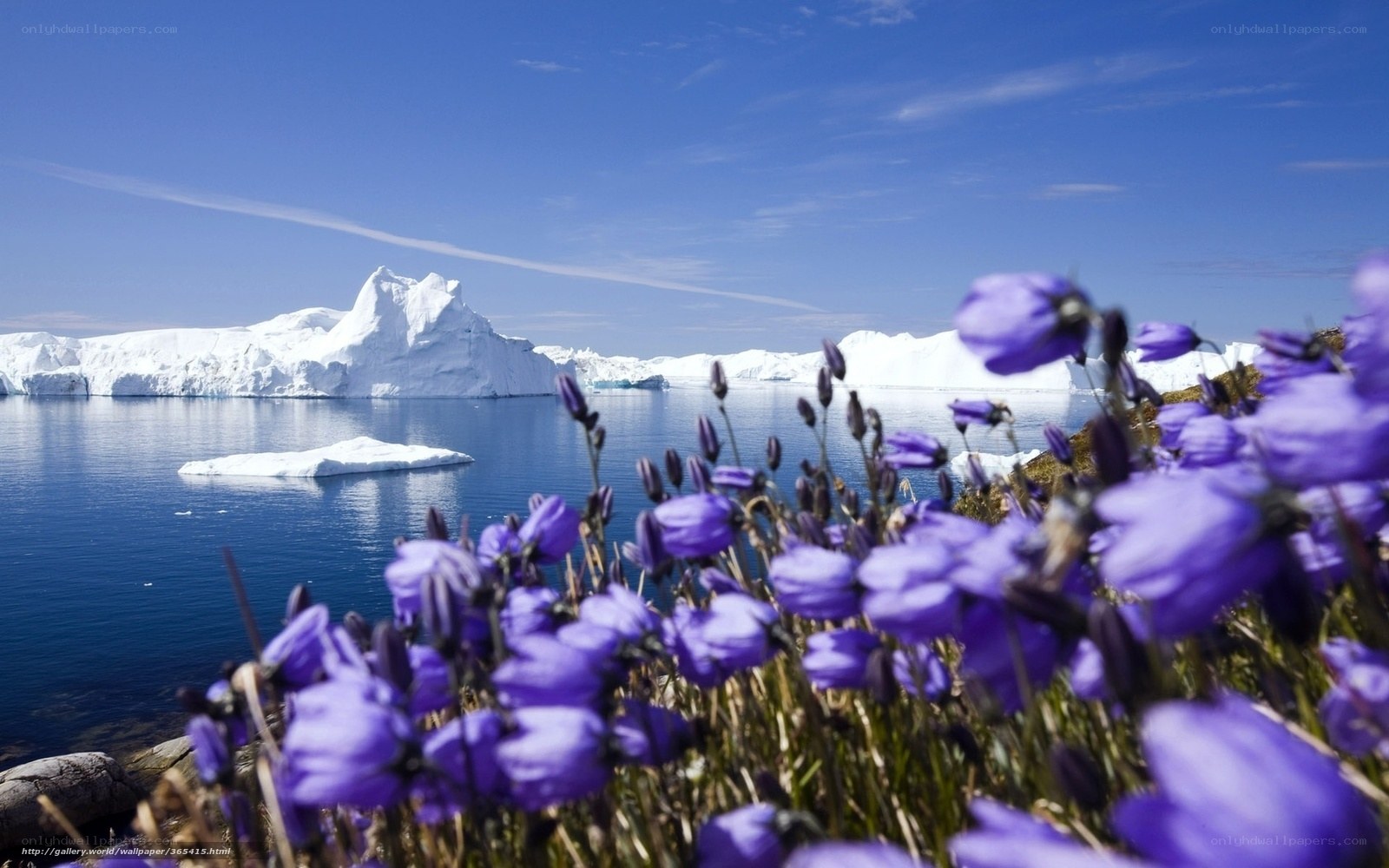 Purple flowers with icebergs