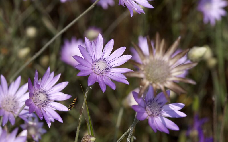 Purple Flowers with Insect — Calm