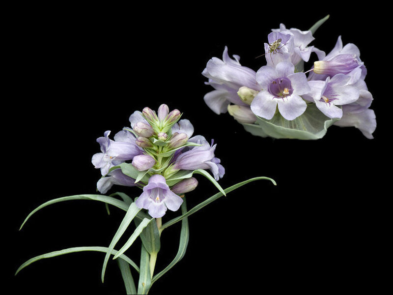 Purple Flowers with Insect
