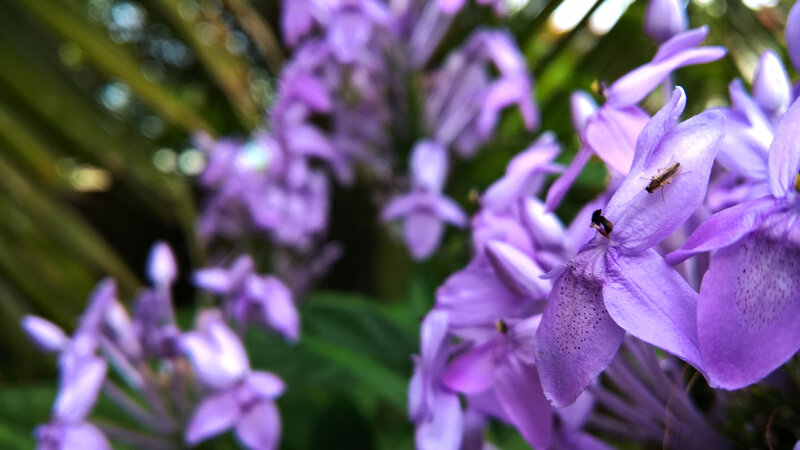Purple Flowers with Insects — Calm