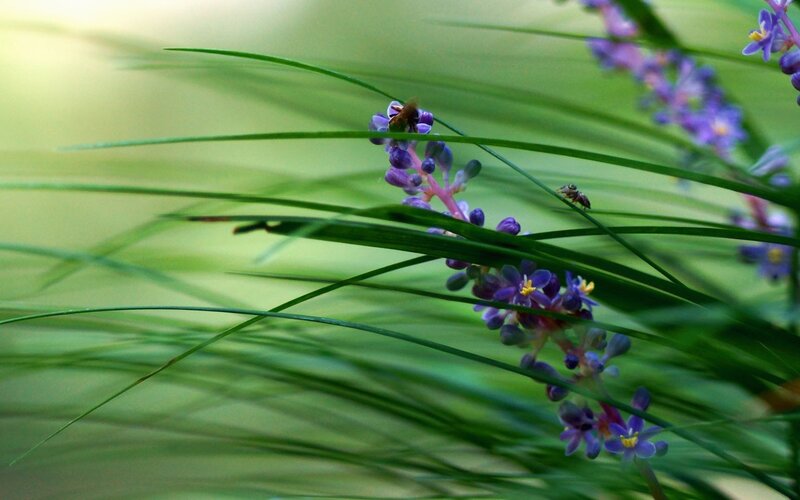 Purple Flowers with Insects — Green