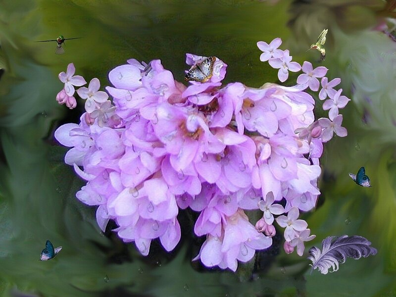 Purple flowers with insects