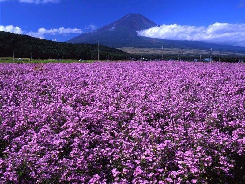 Purple flowers with Mount Fuji