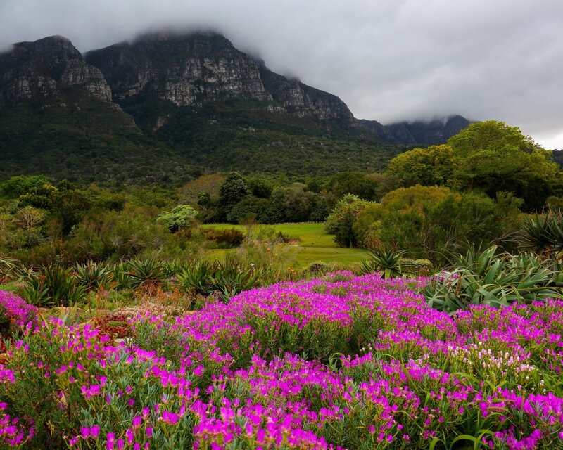 Purple flowers with mountain backdrop