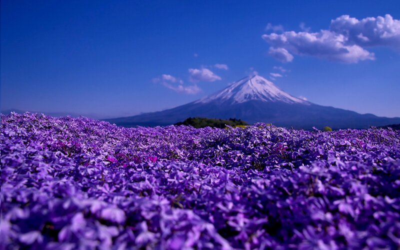 Purple Flowers with Mountain