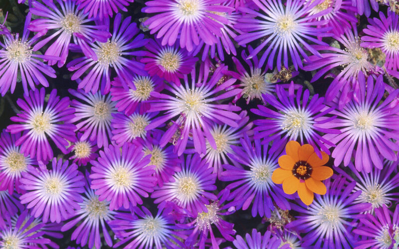 Purple Flowers with One Orange — Vibrant