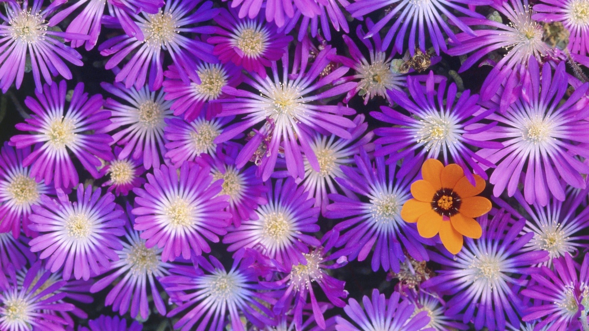 Purple flowers with one orange