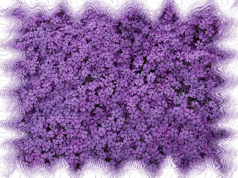 purple flowers with patterned border
