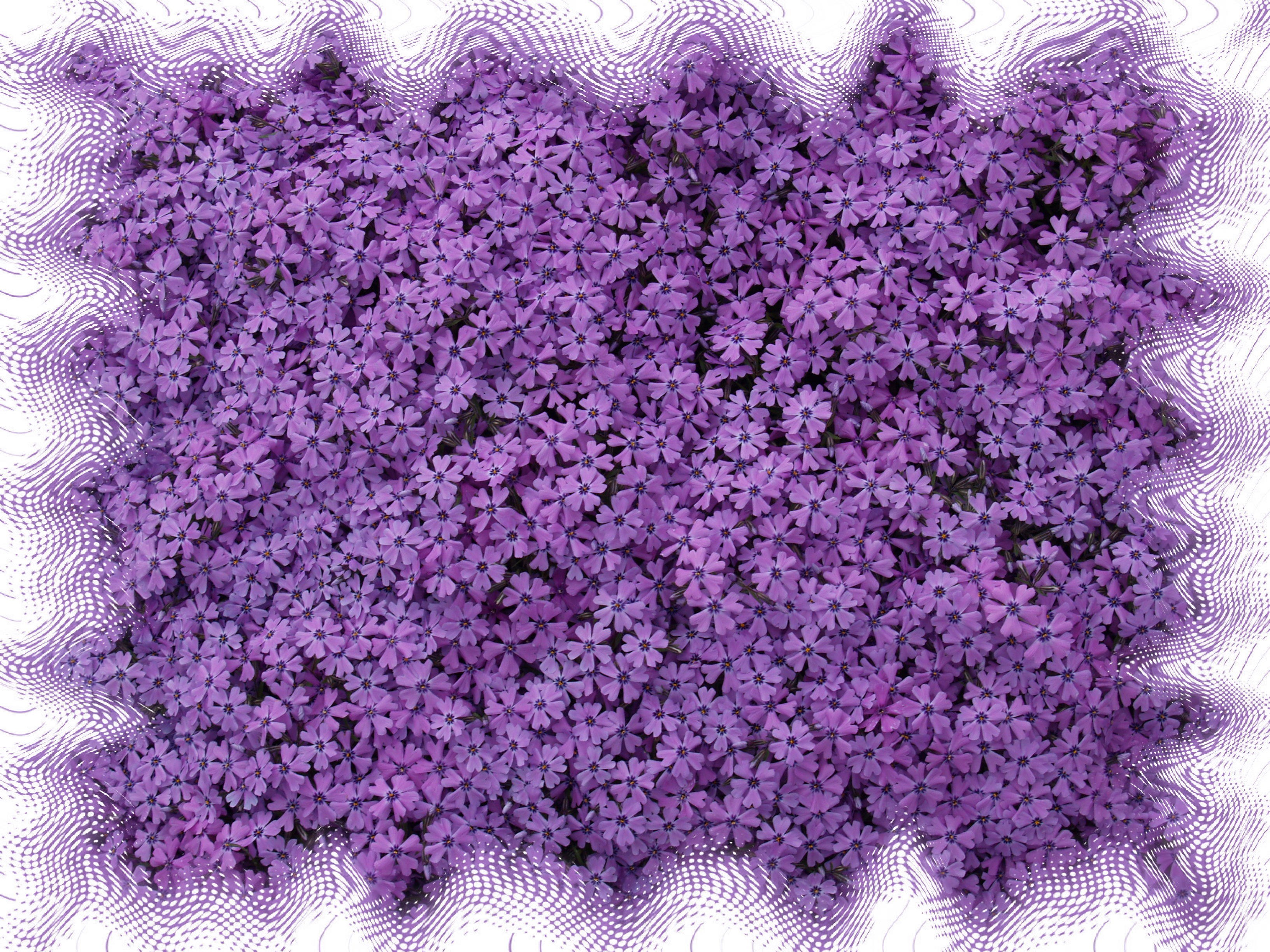 purple flowers with patterned border