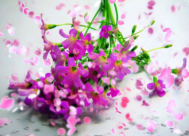 Purple Flowers with Petals