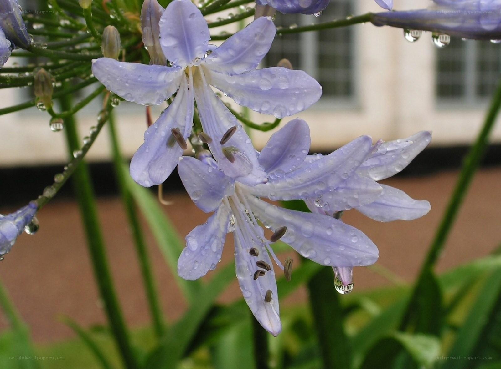 purple flowers with raindrops