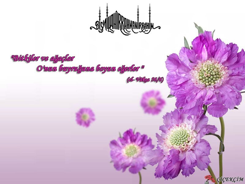 Purple flowers with religious quote
