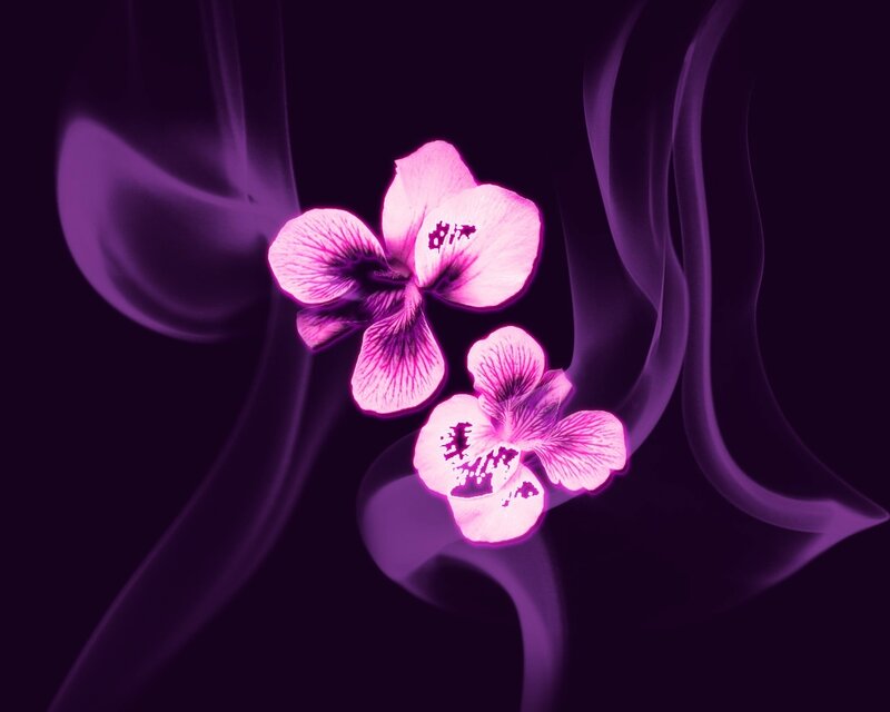 Purple flowers with smoke