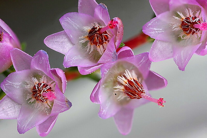 Purple Flowers with Stamens