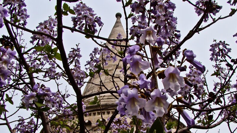 purple flowers with tower in background