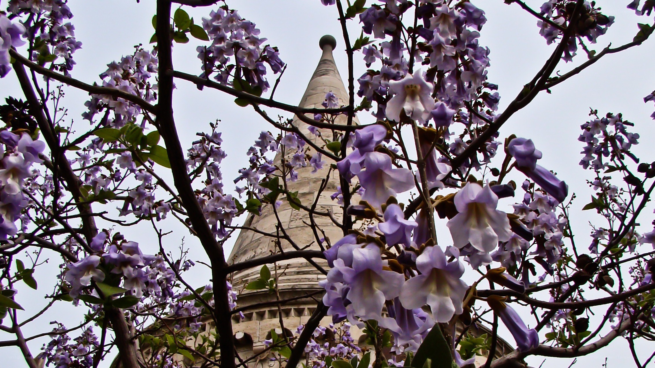 purple flowers with tower in background