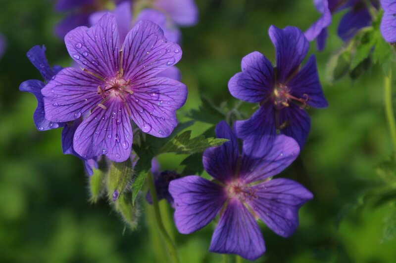 Purple flowers with water droplets