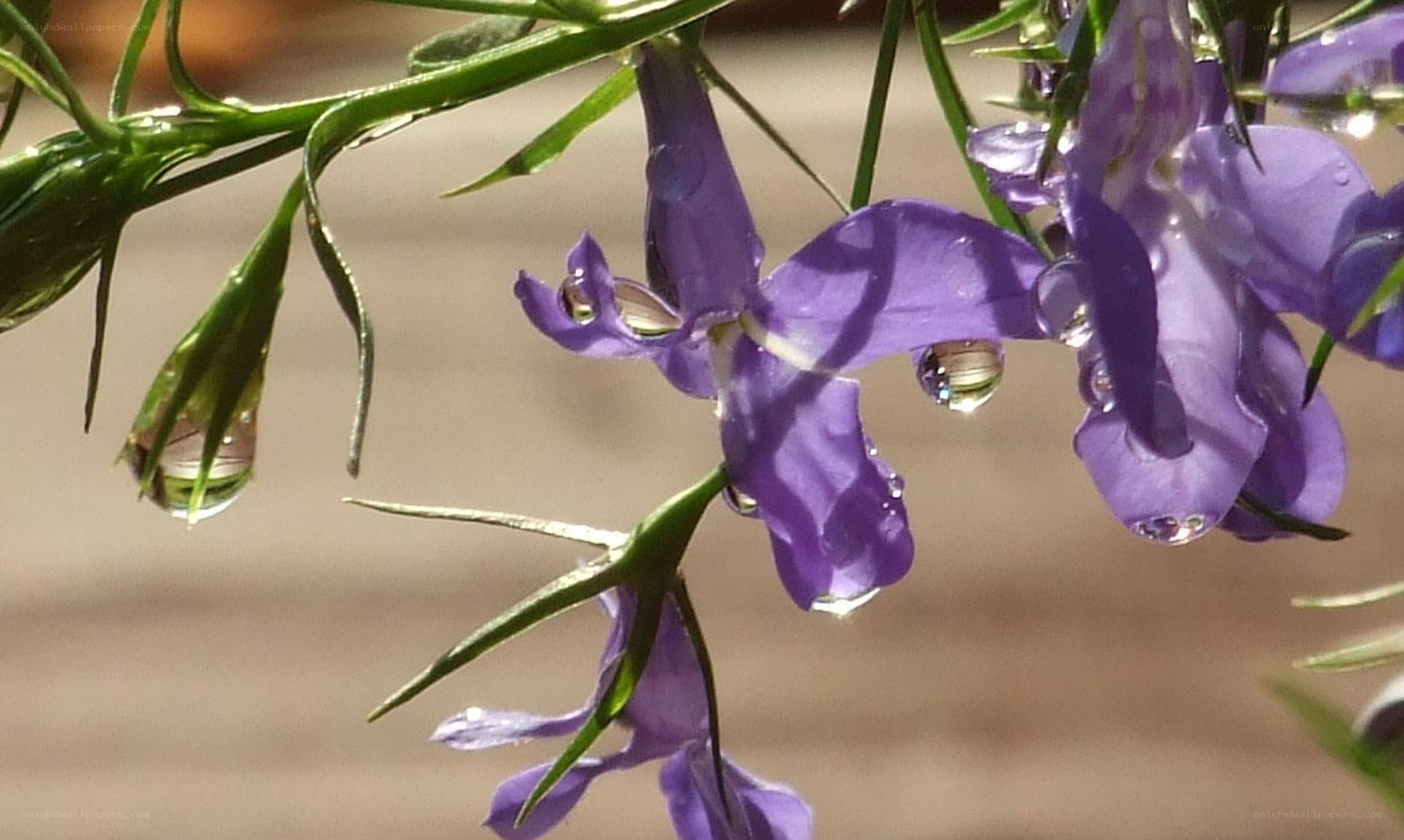 purple flowers with water droplets