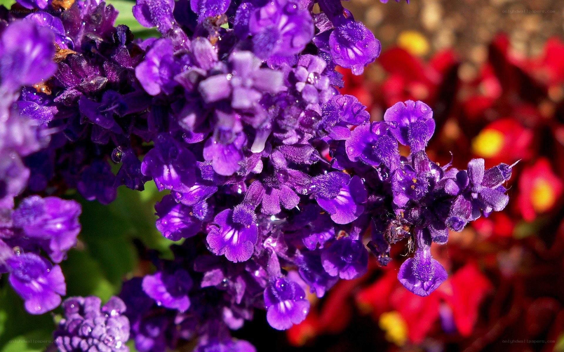 purple flowers with water droplets