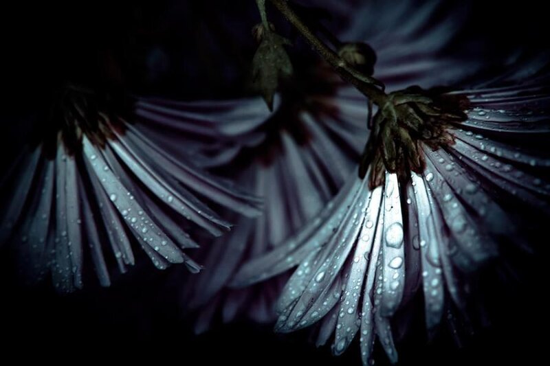 Purple flowers with water droplets