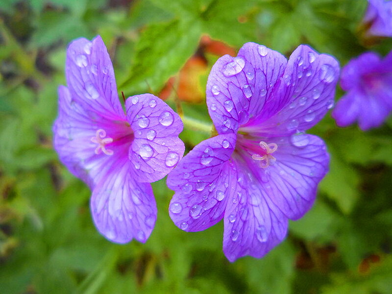 Purple Flowers with Water Droplets — Calm