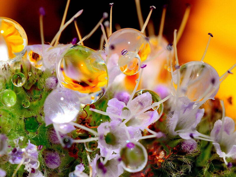 Purple Flowers with Water Droplets — Dramatic, Morning