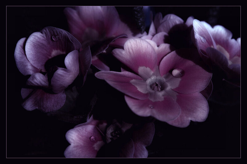 Purple Flowers with Water Droplets — Dramatic, Night