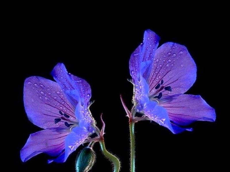 Purple Flowers with Water Droplets — Dramatic