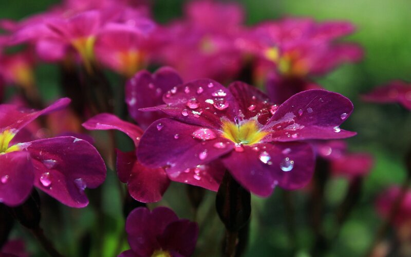 Purple Flowers with Water Droplets — Serene, Morning, Photograph