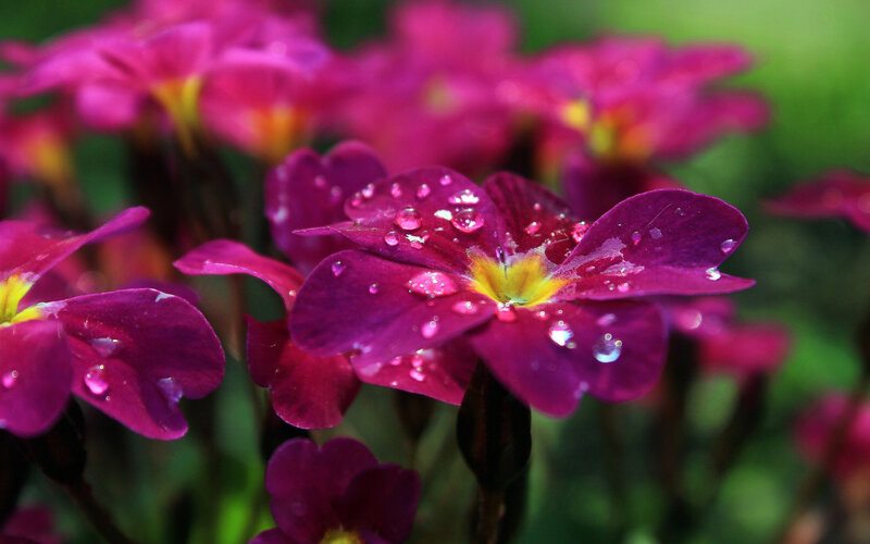 Purple Flowers with Water Droplets — Serene, Spring